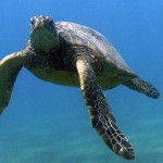 turtles are everywhere beneath the waves